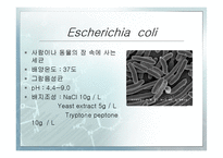 [화학공학] Escherichia coli의 성장 속도 측정-4