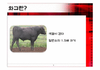 [일본경제론] 와규의 프리미엄화 전략-5
