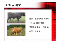 [일본경제론] 와규의 프리미엄화 전략-8