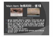 [관광상품기획론] 외래종의 생태계 파괴-뉴트리아 사냥대회 생태관광 기획안-17