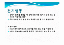 [미생물] 아가로스겔전기영동(agarose gel electrophoresis) ＆ Gel elution-2