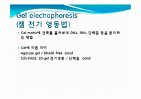 [미생물] 아가로스겔전기영동(agarose gel electrophoresis) ＆ Gel elution-4