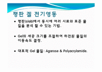 [미생물] 아가로스겔전기영동(agarose gel electrophoresis) ＆ Gel elution-5