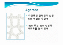 [미생물] 아가로스겔전기영동(agarose gel electrophoresis) ＆ Gel elution-7