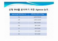[미생물] 아가로스겔전기영동(agarose gel electrophoresis) ＆ Gel elution-9