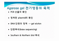 [미생물] 아가로스겔전기영동(agarose gel electrophoresis) ＆ Gel elution-10