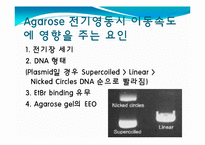 [미생물] 아가로스겔전기영동(agarose gel electrophoresis) ＆ Gel elution-11