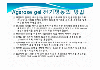 [미생물] 아가로스겔전기영동(agarose gel electrophoresis) ＆ Gel elution-12
