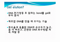 [미생물] 아가로스겔전기영동(agarose gel electrophoresis) ＆ Gel elution-15
