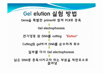[미생물] 아가로스겔전기영동(agarose gel electrophoresis) ＆ Gel elution-16