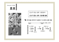 [식품미생물학실험] 단감과 홍시를 이용한 와인 제조-8