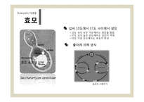 [식품미생물학실험] 단감과 홍시를 이용한 와인 제조-9