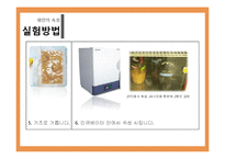 [식품미생물학실험] 단감과 홍시를 이용한 와인 제조-13