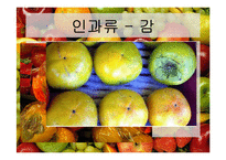 [식품재료학] 과일의 분류-9