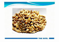 [식품저장및가공학] 전주 하이트(hite) 맥주공장-10