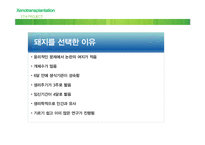 이종이식(Xenotransplantation)과 무균돼지-9