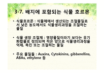 pH변화에 따른 뿌리 생장 변화-13
