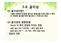 pH변화에 따른 뿌리 생장 변화-14