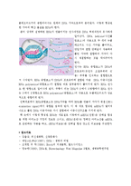 [A+, 유전학] DNA의 모양, 해독, 전사-8