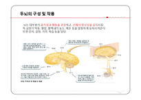 현대인과 영양-두뇌 발달 음식-5