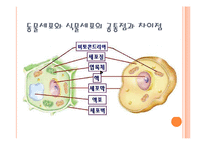 [교육공학] 교수법 시뮬레이션 방법-게임법(식물 세포와 동물 세포 차이점과 세포의 기능)-12