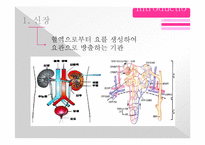[동물생리학] 이뇨작용과 커피와의 관계-3