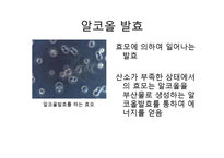 생활 속의 미생물-청국장-9