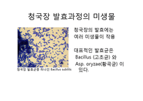 생활 속의 미생물-청국장-10