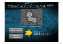 [생명공학과 과학] NA1을 이용한 수소생산과 사업화-11