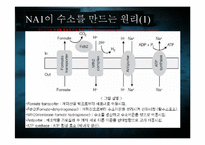 [생명공학과 과학] NA1을 이용한 수소생산과 사업화-13