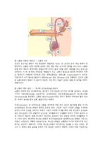 남성 생식기의 구조와 기능 및 정자의 생성00-2