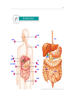 [실험수업교재] 음식물은 어떻게 소화되나요?-10