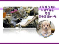 [학습심리] 조작적 강화와 처벌학습을 통한 동물훈련&사육-1