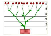 생물의 수학적 디자인-6