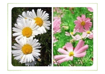 생물의 수학적 디자인-7