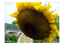 생물의 수학적 디자인-9