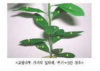 생물의 수학적 디자인-11