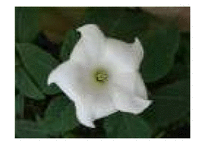 생물의 수학적 디자인-20