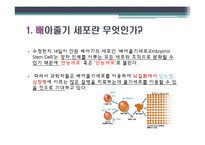 배아줄기세포 그 무한한 가능성에 대하여-3