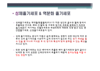배아줄기세포 그 무한한 가능성에 대하여-4