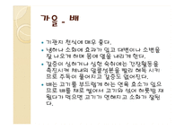 [식품영양] 제철 과일, 채소의 효능-19