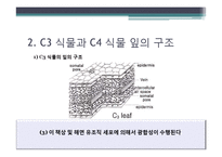 [환경생태학] C3 C4식물과 광합성-3
