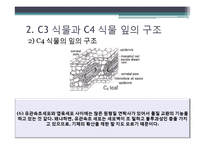 [환경생태학] C3 C4식물과 광합성-4