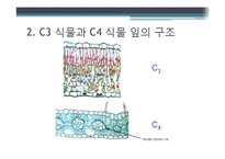 [환경생태학] C3 C4식물과 광합성-5