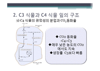 [환경생태학] C3 C4식물과 광합성-6