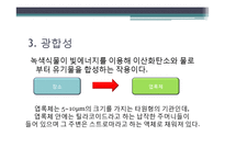 [환경생태학] C3 C4식물과 광합성-7