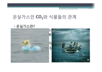 [환경생태학] C3 C4식물과 광합성-12