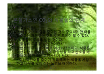 [환경생태학] C3 C4식물과 광합성-13