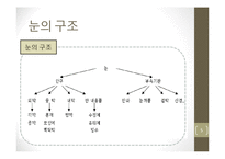 눈의 구조와 시각-5