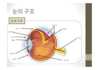 눈의 구조와 시각-6